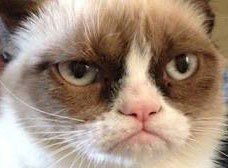 Популярный интернет-мем «Сердитый Кот» станет героем фильма