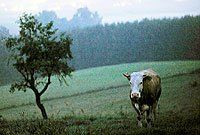Корова в бегах