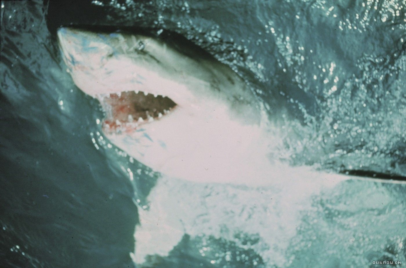 Нападение акул в шарме. Шарм-Эль-Шейх море нападение акулы.