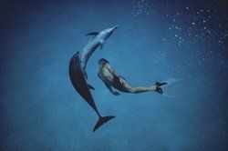 Dolphin Boy Dolphin Boy