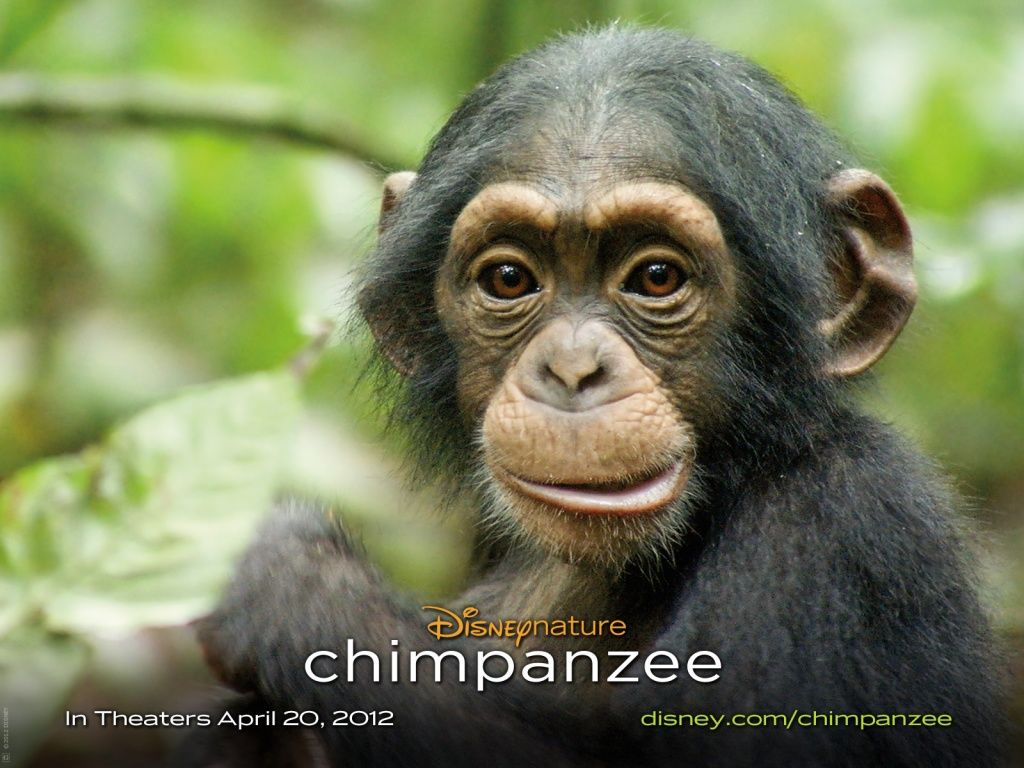 Шимпанзе обои для рабочего стола