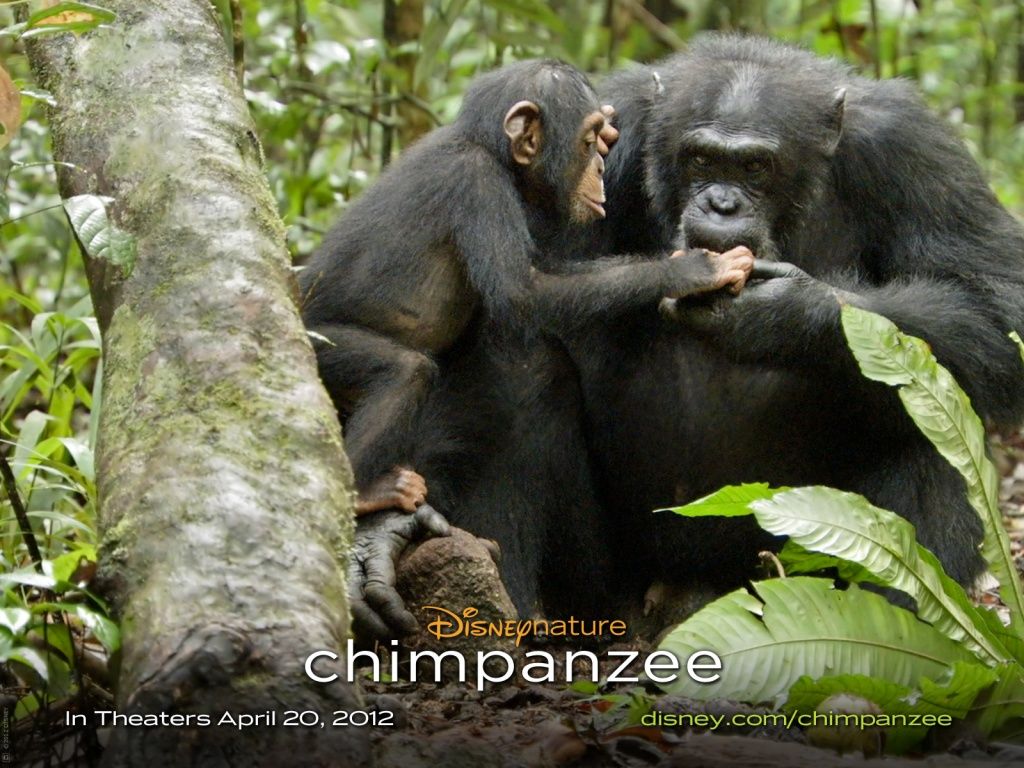 Шимпанзе обои для рабочего стола