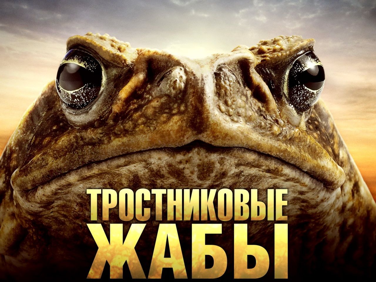 Тростниковые жабы: Оккупация обои для рабочего стола