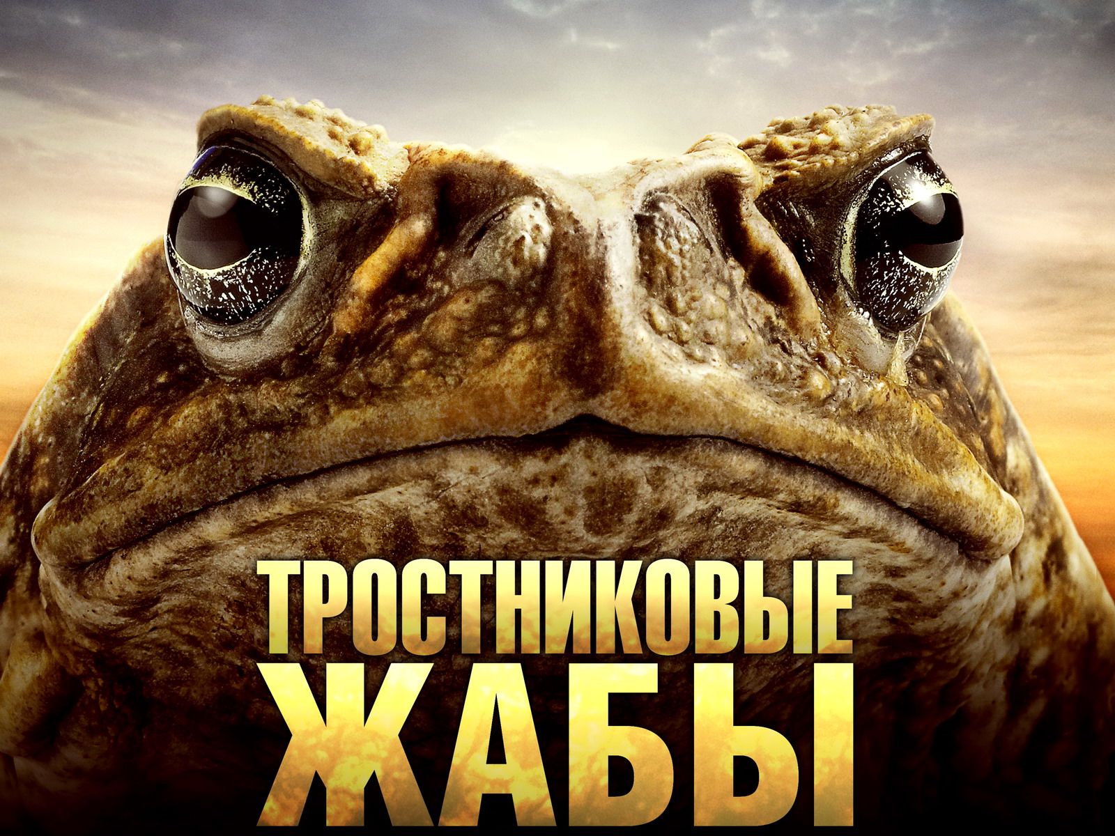 Тростниковые жабы: Оккупация обои для рабочего стола