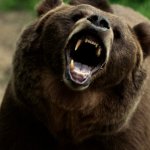 "Grizzly Night": триллер о rogue-медведях и подростках на кемпинге, где природа становится самым опасным врагом.