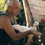 «Сказание о Силиане»: трогательный фильм о дружбе человека и аиста, который раскрывает глубину отношений и нашу ответственность перед природой. Погружение в уникальную атмосферу эмоций и заботы.