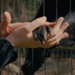 "Collective Monologue": Погружение в мир зоопарка — как взаимодействие смотрителей и животных раскрывает их тайны.